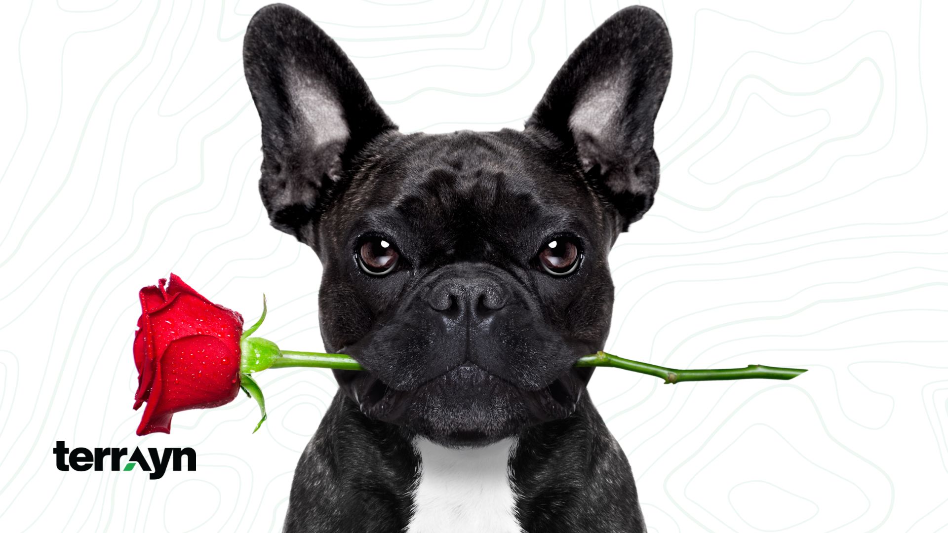 The Ultimate Guide to Dispensary Loyalty Programs