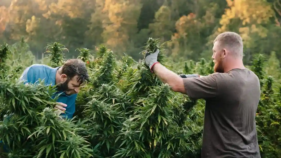 Cannabis Customer Education
