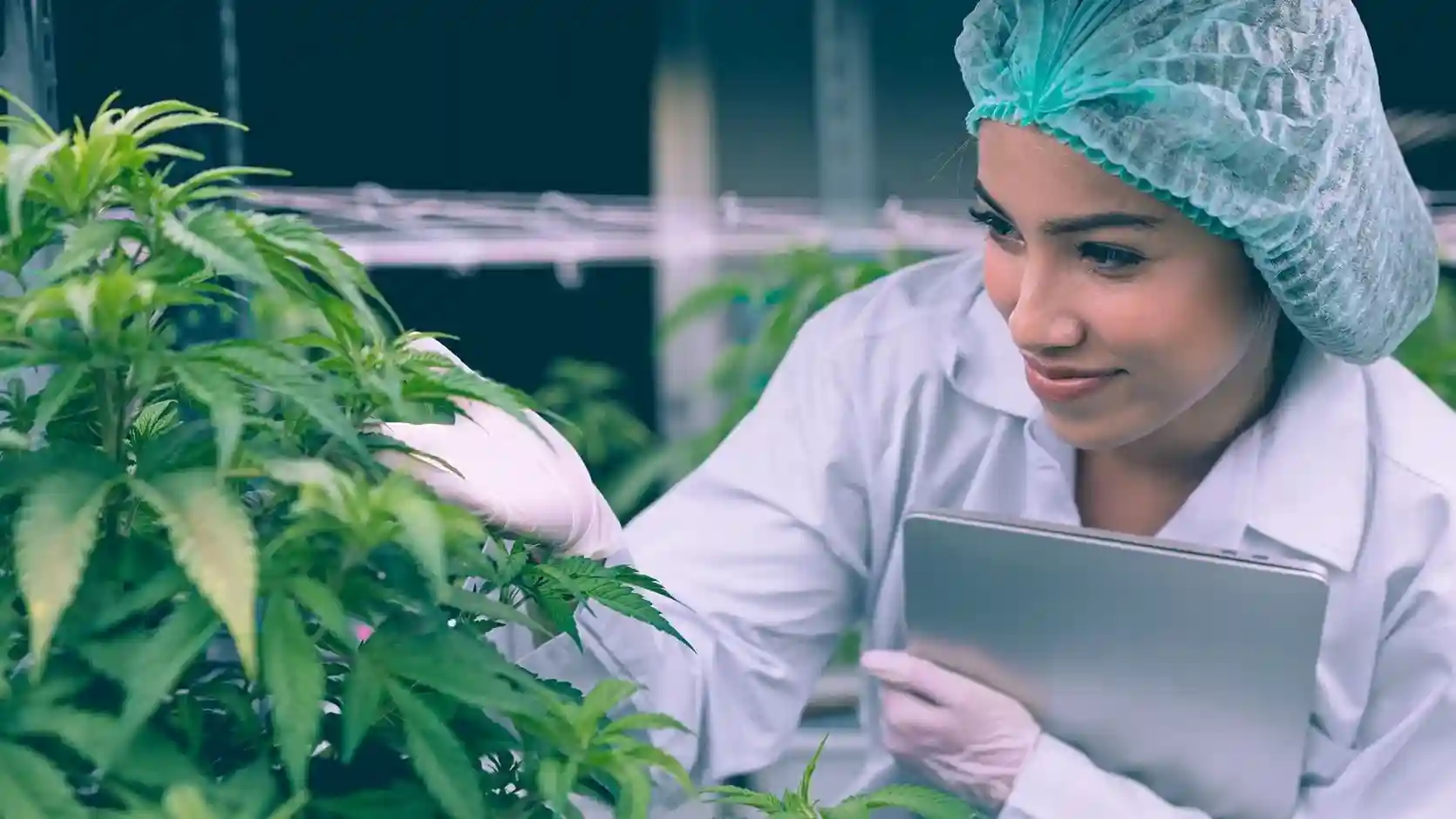 Cannabis science education and information