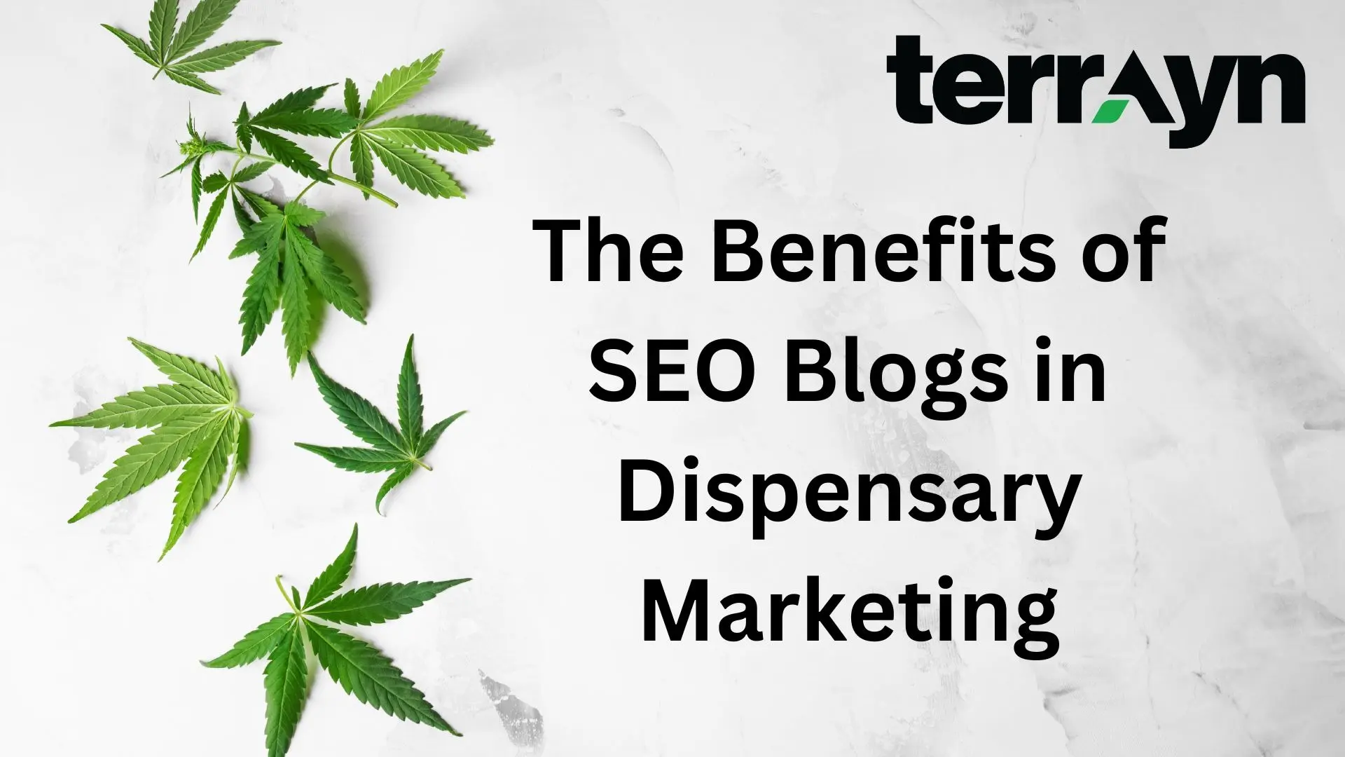 Terrayn SEO blogs cover image