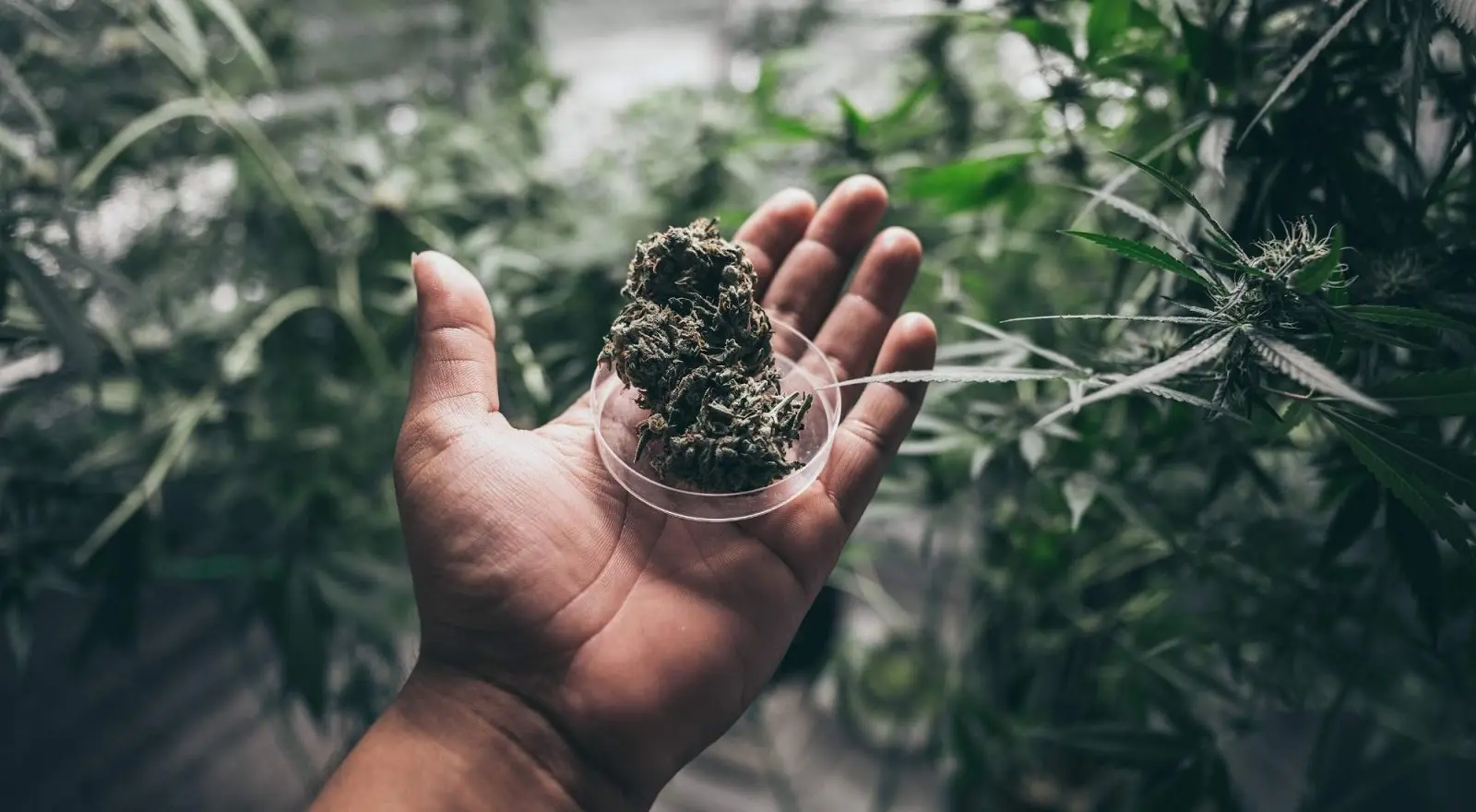 Dispensaries Advertise on Search Engines