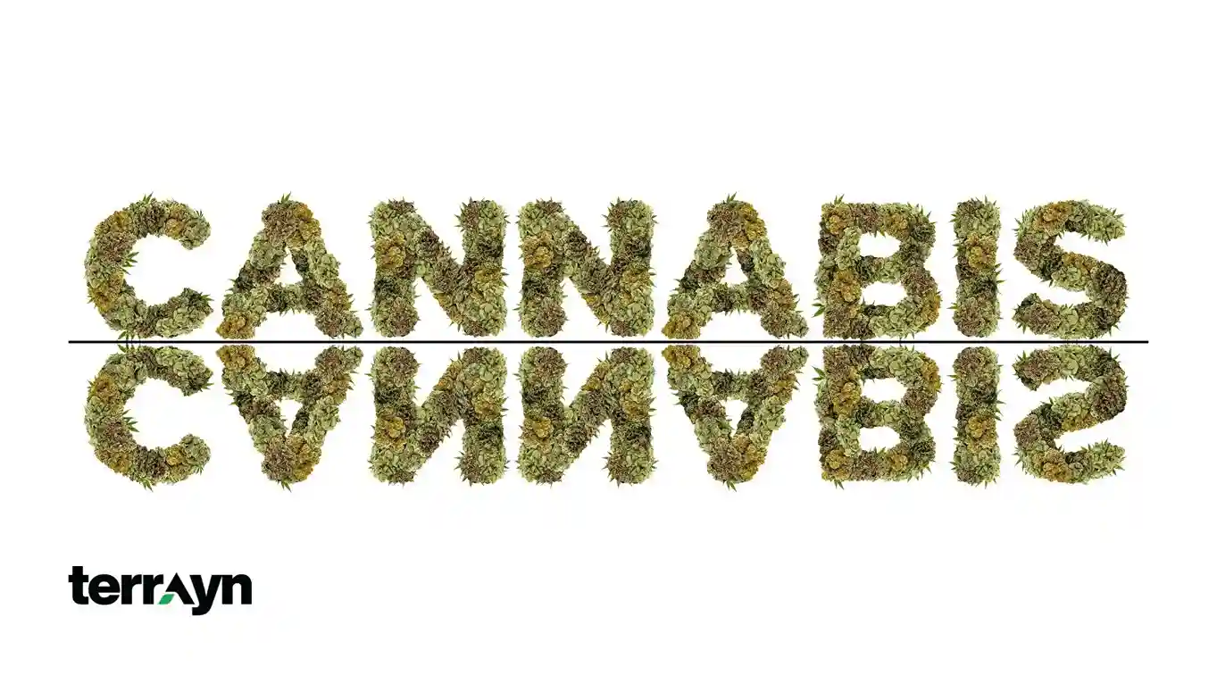 Budtender Recommended Products